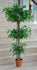 Ficus Varigado