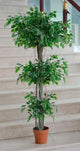 Ficus Varigado