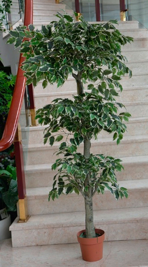 Ficus Varigado Triple 1