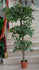 Ficus Varigado Triple 1