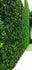 products/14_Aplicacion_Moss.jpg