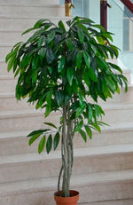 Laurel