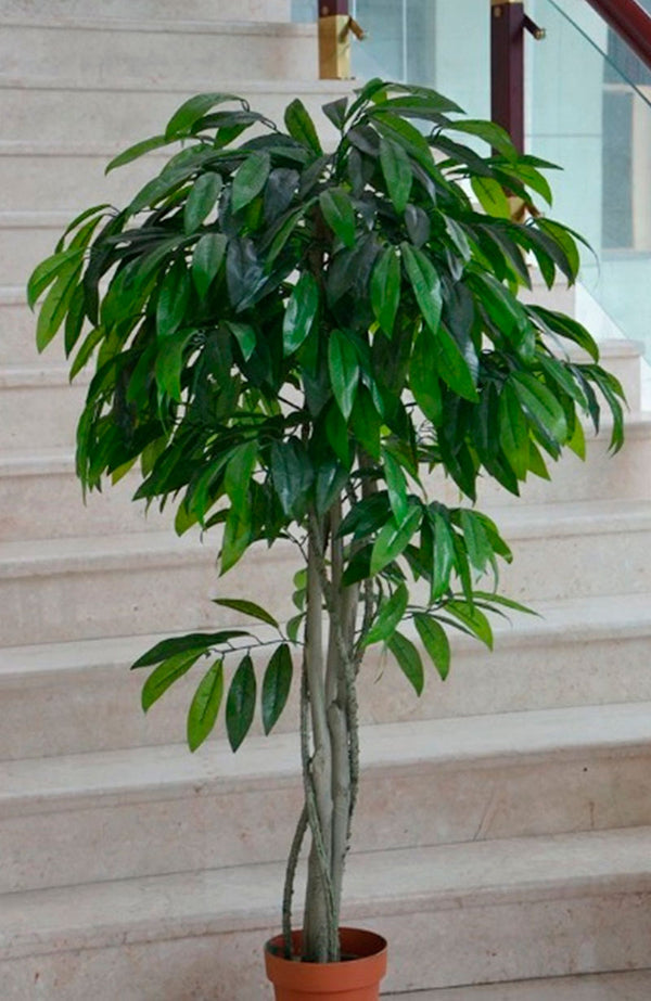 Laurel