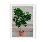 Aralia