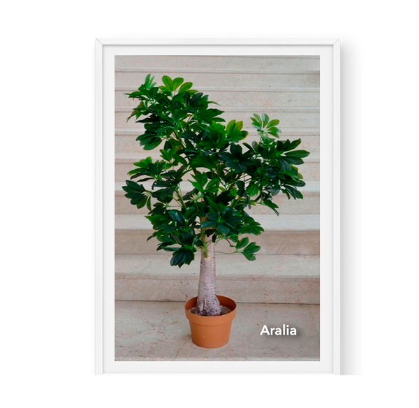 Aralia