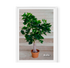 Aralia