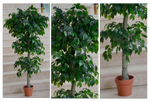 Ficus Boleado