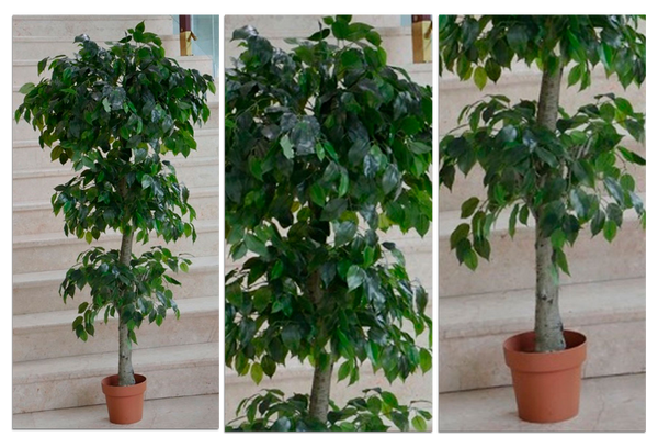 Ficus Boleado