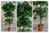 Ficus Boleado