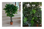 Ficus Chico