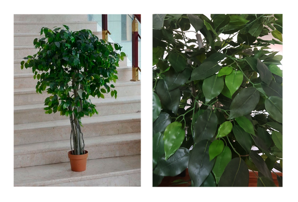 Ficus Chico