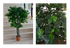 Ficus Chico