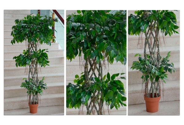 Ficus Trenzado Triple