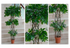Ficus Trenzado Triple