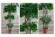 Ficus Trenzado Triple
