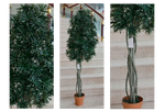 Podacarpus Multitronco