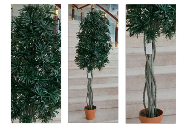 Podacarpus Multitronco