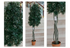 Podacarpus Multitronco