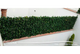 Limón