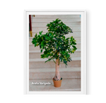 Aralia Varigada
