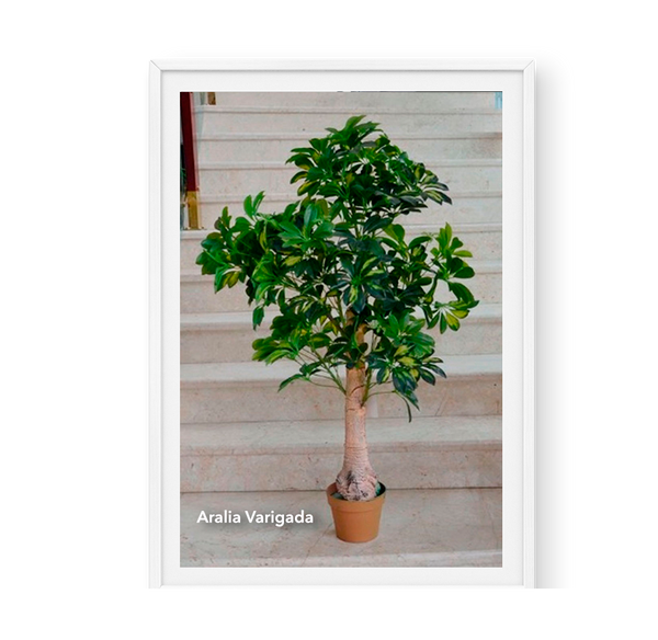 Aralia Varigada
