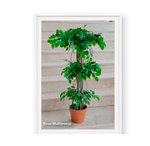 Ficus Multitronco