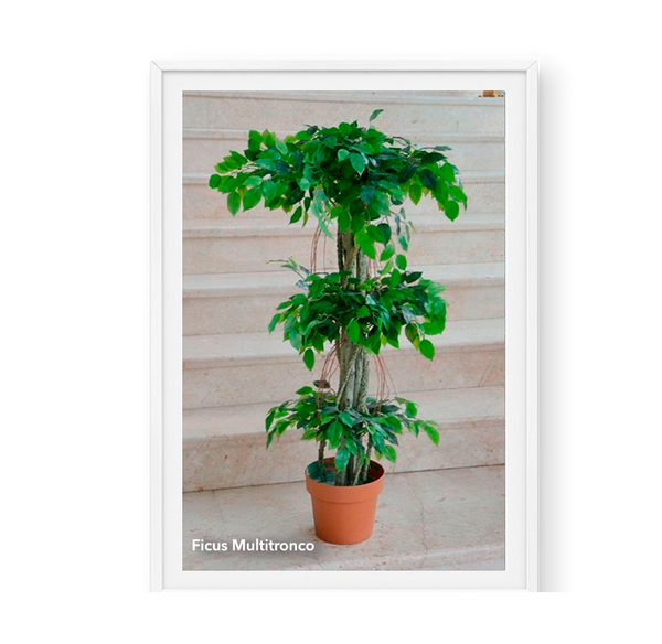 Ficus Multitronco