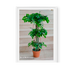 Ficus Multitronco