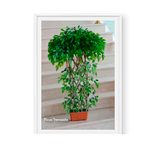 Ficus Trenzado