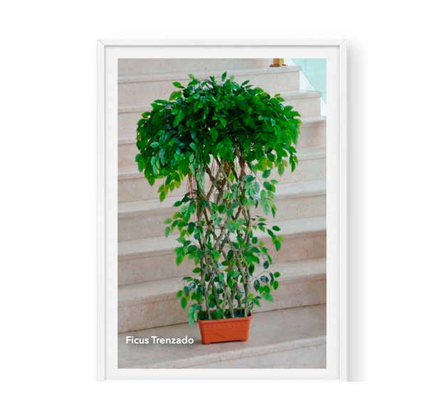 Ficus Trenzado