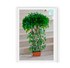 Ficus Trenzado