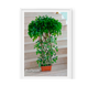 Ficus Trenzado