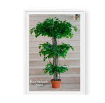 Ficus Varigado Triple 2