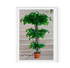 Ficus Varigado Triple 2