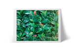 Laurel