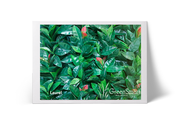 Laurel