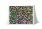 Lavanda