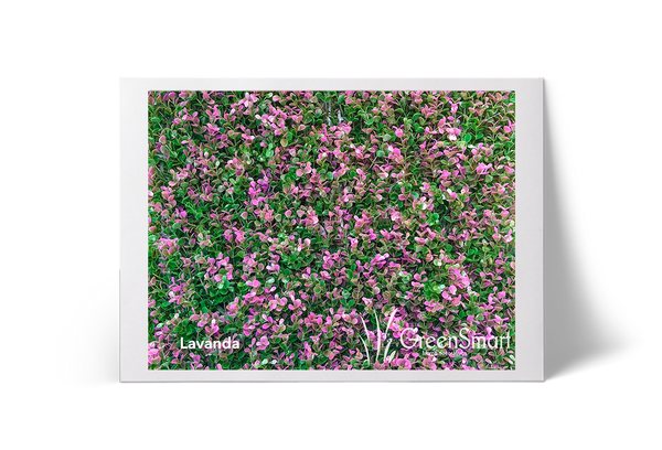 Lavanda