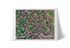Lavanda