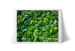 Limón
