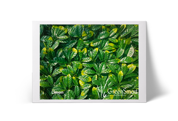Limón