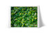 Limón