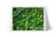 Limón