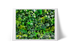 Moss