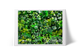 Moss