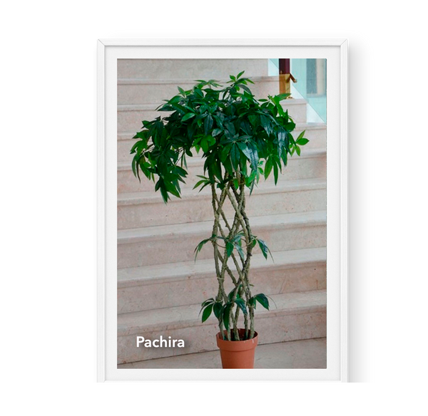 Pachira