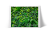 Selva