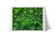 Selva