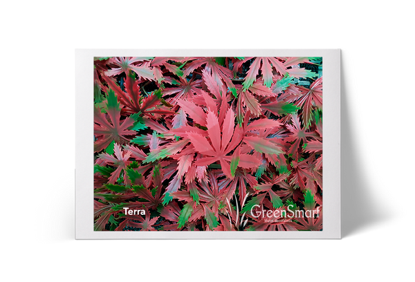 Terra